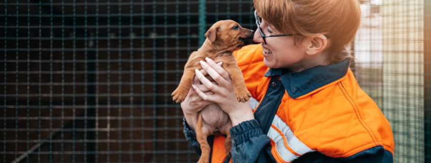 Adozione responsabile cane