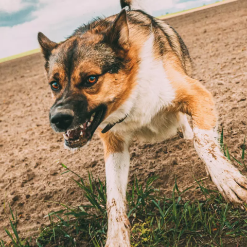 Aggressivita nel cane - seminario APNEC