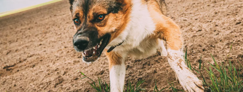 Aggressivita nel cane - seminario APNEC