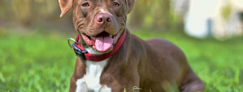 Cane Pitbull