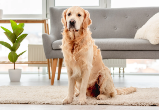 Golden retriever in salotto