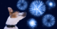 Il cane e la paura dei botti di Capodanno